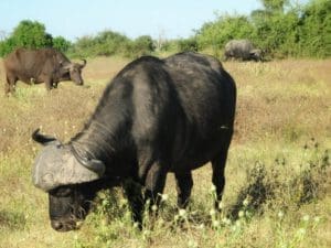 Buffalo Chobe National Park Botswana - Dusty Trails Safaris Namibia & Dusty Car Hire Namibia