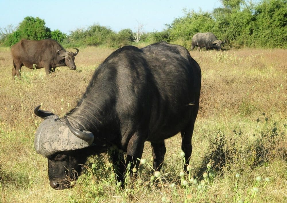 Büffel Chobe-Nationalpark Botswana - Dusty Trails Safaris Namibia &amp; Dusty Car Hire Namibia