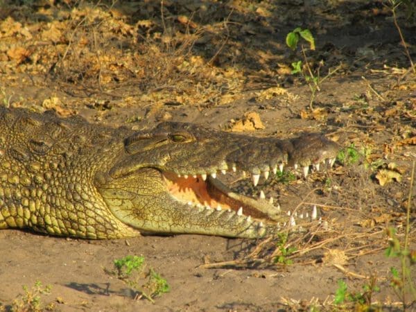 crocodile - Chobe National Park Botswana - Dusty Trails Safaris Namibia & Dusty Car Hire Namibia