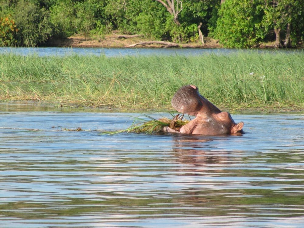 Nilpferd essen - Chobe National Park Botswana - Dusty Trails Safaris Namibia &amp; Dusty Car Hire Namibia