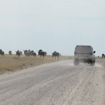 animals nearby in Etosha National Park Namibia - Dusty Trails Safaris Namibia & Dusty Car Hire Namibia