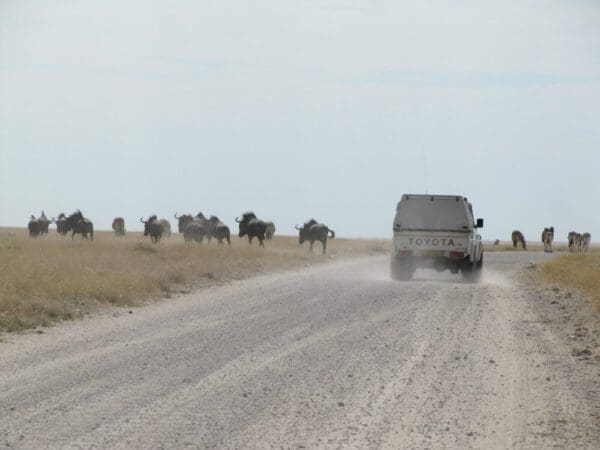 Tiere in der Nähe des Etosha National Park Namibia - Dusty Trails Safaris Namibia  Dusty Car Hire Namibia