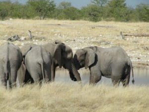 cuddling elephants - Dusty Trails Safaris Namibia & Dusty Car Hire Namibia