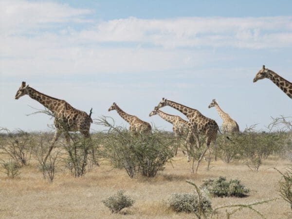 group of giraffes in Etosha National Park Namibia - Dusty Trails Safaris Namibia & Dusty Car Hire Namibia