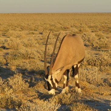 Oryx Antilope - Dusty Trails Safaris Namibia & Dusty Mietwagen Namibia