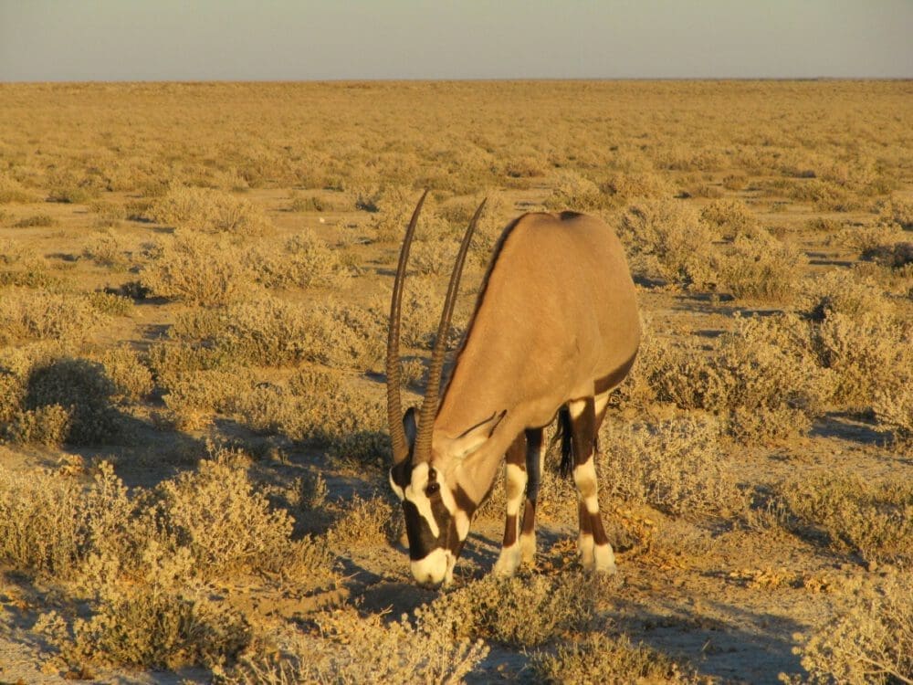 Oryxantilope - Dusty Trails Safaris Namibia &amp; Dusty Car Hire Namibia