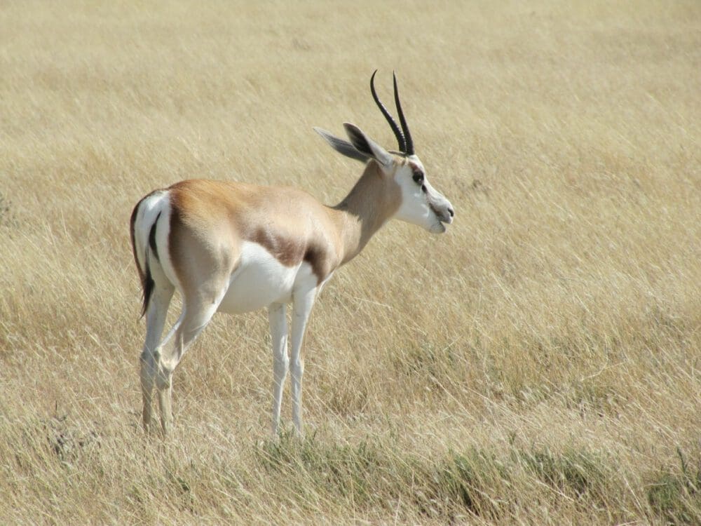 Springbock Etoscha-Nationalpark Namibia - Dusty Trails Safaris Namibia &amp; Dusty Car Hire Namibia