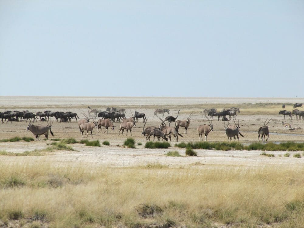 Oryxantilopen, Zebras, Gnus Etoscha Nationalpark Namibia - Dusty Trails Safaris Namibia & Dusty Car Hire Namibia