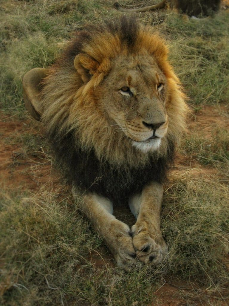 lion at Harnas Wildlife Foundation Namibia - Dusty Trails Safaris Namibia & Dusty Car Hire Namibia