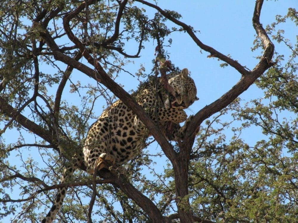 fressender Leopard bei Harnas Wildlife Foundataion Namibia - Dusty Trails Safaris Namibia &amp; Dusty Car Hire Namibia