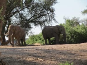elephants in dried out river bed - Dusty Trails Safaris Namibia & Dusty Car Hire Namibia