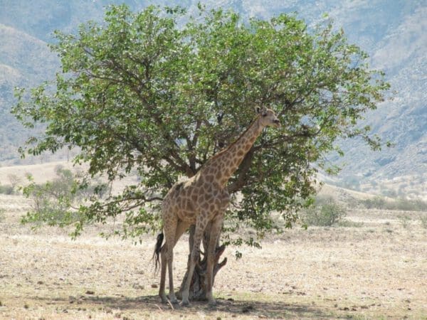 giraffe underneath tree - Kaokoland Namibia - Dusty Trails Safaris Namibia & Dusty Car Hire Namibia