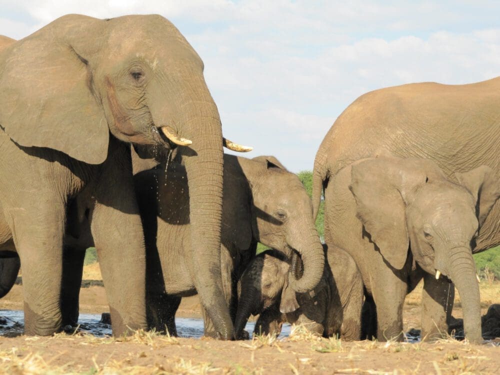 Elefantenfamilie im Senyati Camp Botswana - Dusty Trails Safaris Namibia &amp; Dusty Car Hire Namibia