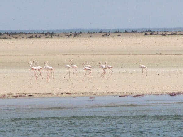 Namibia Walvis Bay - flamingos and seals - Dusty Trails Safaris Namibia & Dusty Car Hire Namibia