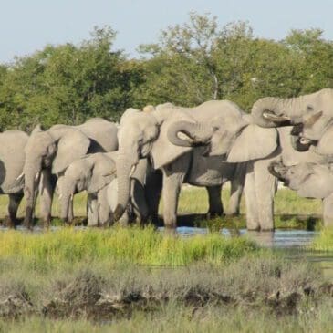drinking elephants at a waterhole Etosha Nationalpark Namibia - Dusty Trails Safaris Namibia & Dusty Mietwagen Namibia
