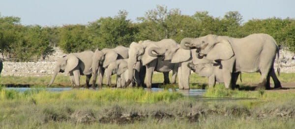 drinking elephants at a waterhole Etosha Nationalpark Namibia - Dusty Trails Safaris Namibia & Dusty Mietwagen Namibia