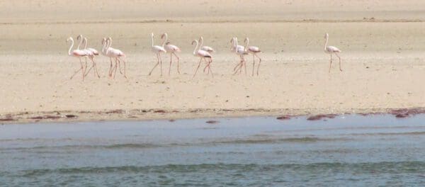 group of flamingos Swakopmund Namibia - Dusty Trails Safaris Namibia & Dusty Car Hire Namibia