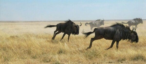 Namibia Etosha national park - running wilderbeasts