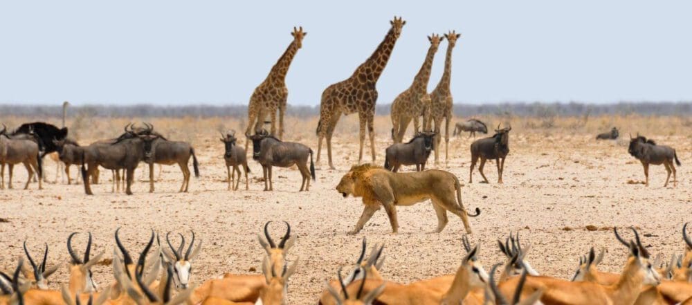 Dusty Trails Safaris & Dusty Car Hire Namibia - page header etosha