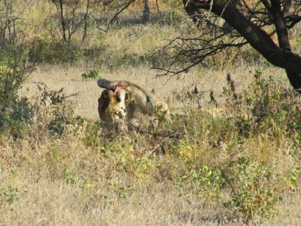 Namibia Etosha Nationalpark - Löwin leckt Pfote - Dusty Trails Safaris Namibia & Dusty Mietwagen Namibia