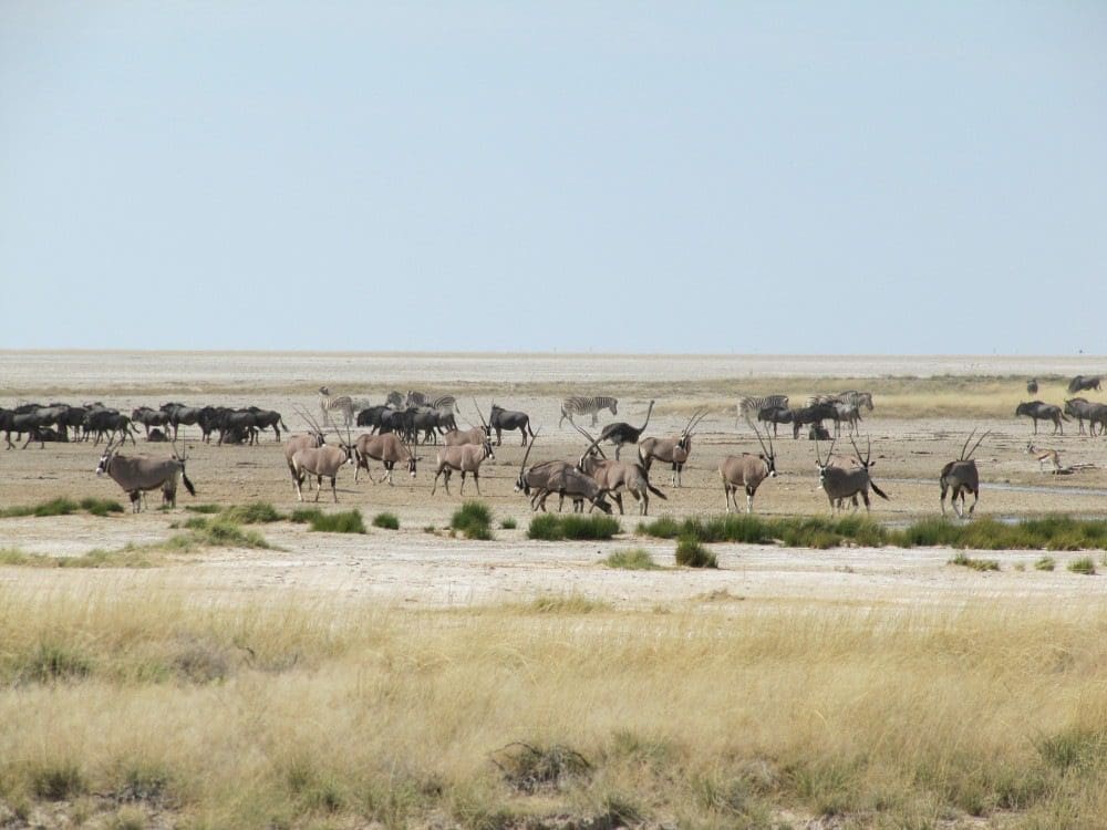 Namibia Etosha-Nationalpark - Springbock, Oryx, Zebra, Streifengnu- Dusty Trails Safaris Namibia &amp; Dusty Car Hire Namibia