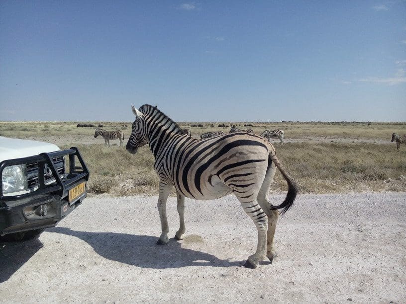 Namibia Etosha national park - zebra blocking the road - Dusty Trails Safaris Namibia & Dusty Car Hire Namibia