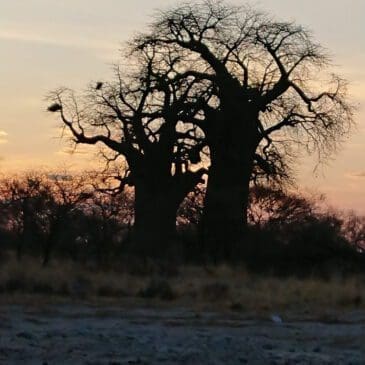 Namibia Bushmanland - die Zwillinge Baobabs im Sonnenuntergang - Dusty Trails Safaris Namibia & Dusty Mietwagen Namibia