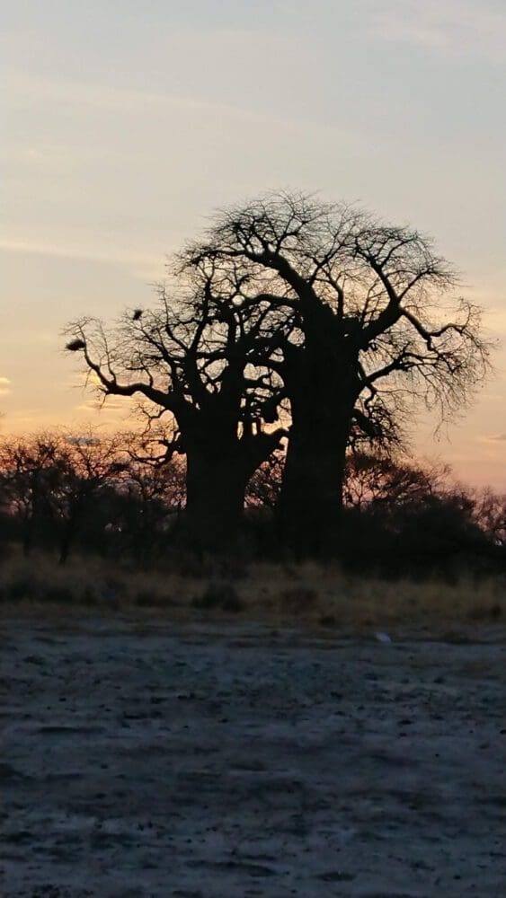Namibia Buschmannland - die Zwillingsbaobabs im Sonnenuntergang - Dusty Trails Safaris Namibia &amp; Dusty Car Hire Namibia