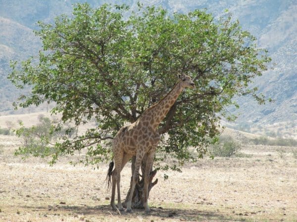 Namibia Kaokoland giraffe under tree - Dusty Trails Safaris Namibia & Dusty Car Hire Namibia