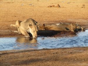 lioness with cups drinking at waterhole Moremi area Botswana - Dusty Trails Safaris Namibia & Dusty Car Hire