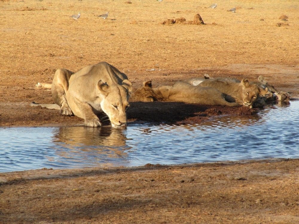 Löwin mit Jungen trinkt am Wasserloch Moremi-Gebiet Botswana - Dusty Trails Safaris Namibia &amp; Dusty Car Hire