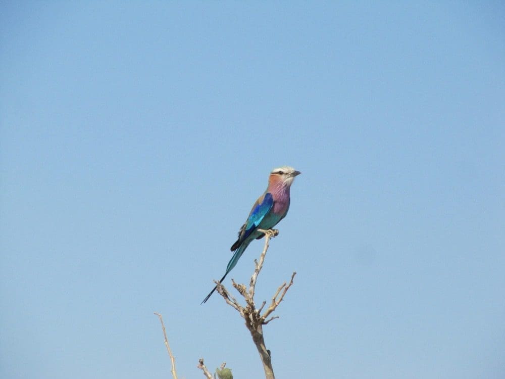 lilac breasted roller in Savuti area Botswana - Dusty Trails Safaris Namibia & Dusty Car Hire