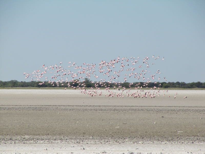 flying flamingos at waterhole in bushman land Namibia - Dusty Trails Safaris Namibia