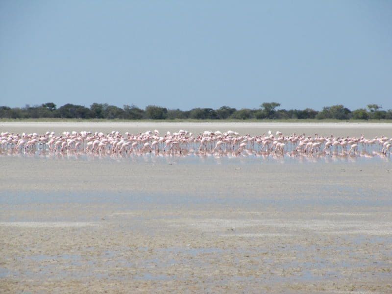 flamingos at waterhole in bushman land Namibia - Dusty Trails Safaris Namibia