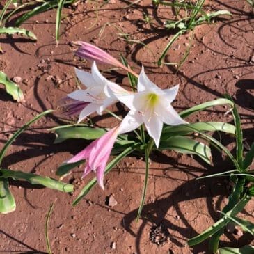 Sandhof lilies closeup after rain season 2021 - Dusty Trails Safaris Namibia
