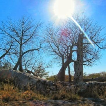 Riesen Baobab-Baum in Bushmanland Namibia - Dusty Trails Safaris Namibia