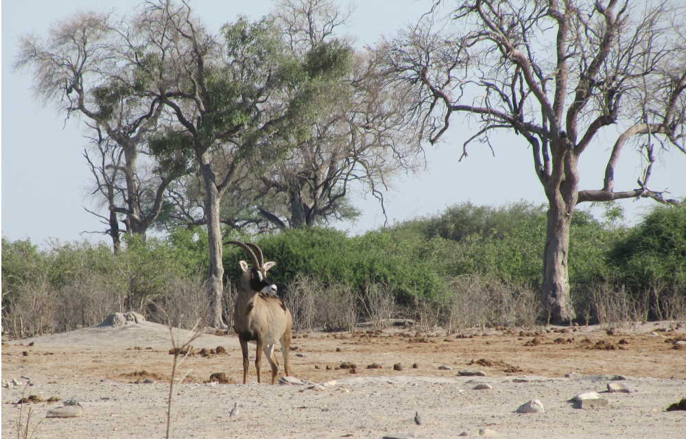 Roan Antiplope im Khaudum Nationalpark Namibia - Dusty Trails Safaris Namibia &amp; Dusty Car Hire Namibia