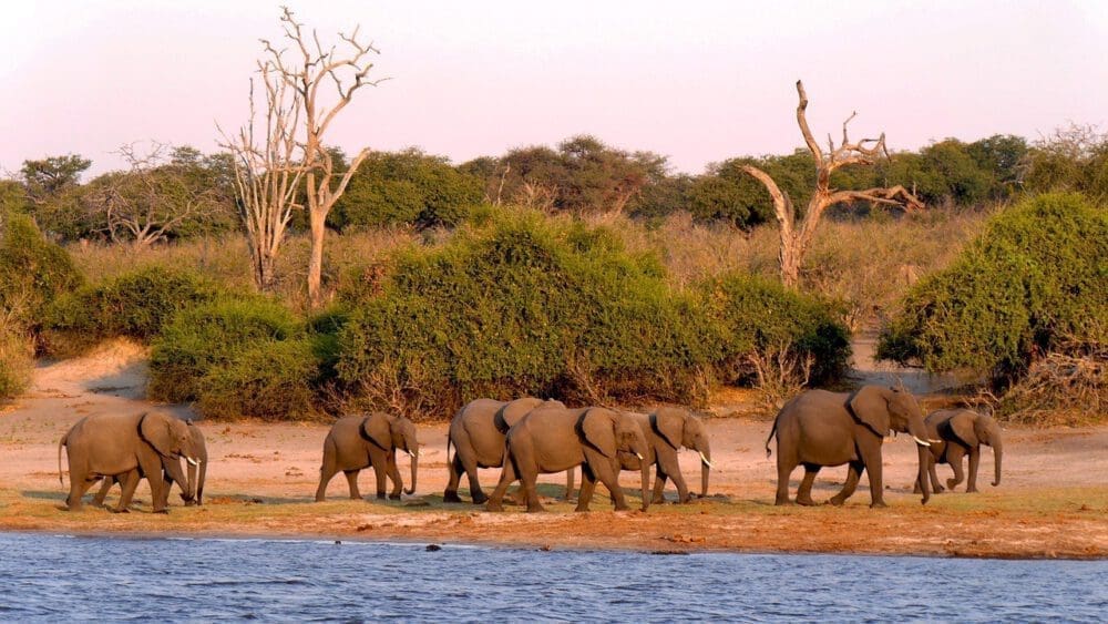 Headerbild: Elefantenherde im Chobe National Park Botswana - Dusty Trails Safaris Namibia & Dusty Car Hire Namibia