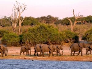 header image: elephant herd in Chobe National Park Botswana - Dusty Trails Safaris Namibia & Dusty Car Hire Namibia
