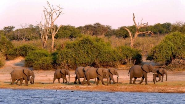 header image: elephant herd in Chobe National Park Botswana - Dusty Trails Safaris Namibia & Dusty Car Hire Namibia