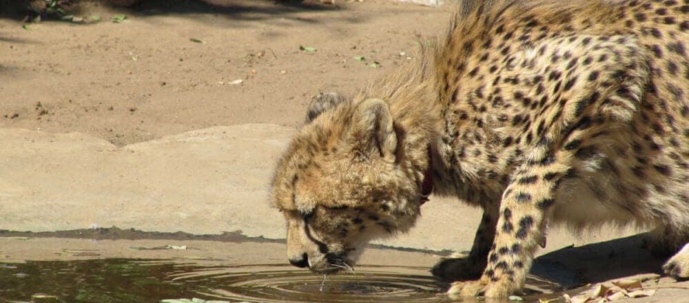 header image: drinking cheetah at Harnas Wildlife Foundation Namibia - Dusty Trails Safaris Namibia & Dusty Car Hire Namibia