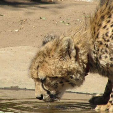 Headerbild: Trinkender Gepard bei Harnas Wildlife Foundation Namibia - Dusty Trails Safaris Namibia & Dusty Car Hire Namibia