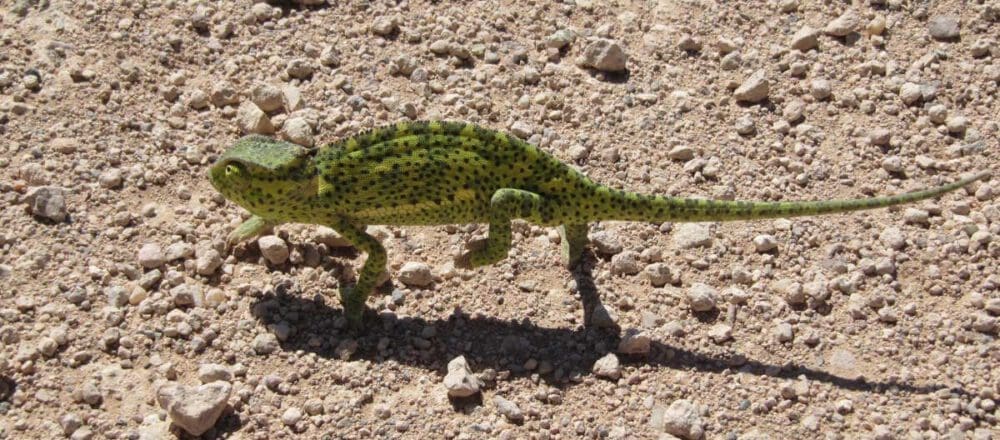 header image: green chameleon sneaking over gravel road - Dusty Trails Safaris Namibia & Dusty Car Hire Namibia