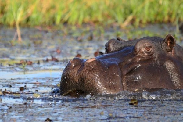 Headerbild: Nilpferd Nahaufnahme Chobe National Park Botswana - Dusty Trails Safaris Namibia &amp; Dusty Car Hire Namibia