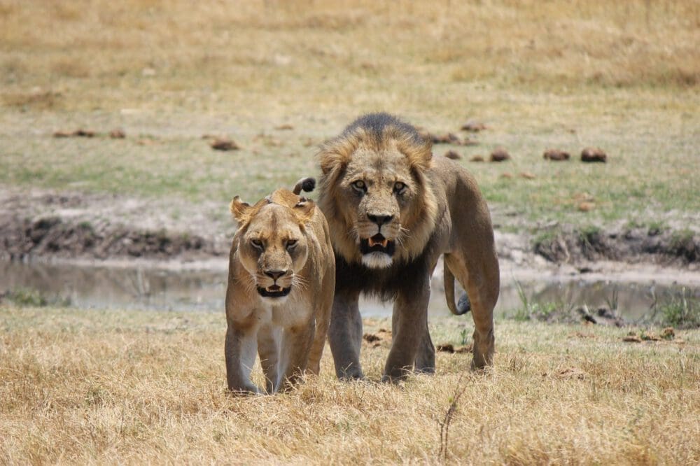 Headerbild: Löwen in Botswana - Dusty Trails Safaris Namibia & Dusty Car Hire Namibia