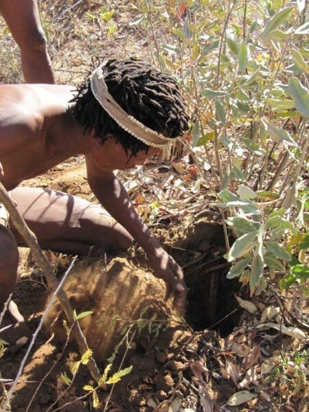 bushman digging for water root - Dusty Trails Safaris Namibia & Dusty Car Hire Namibia