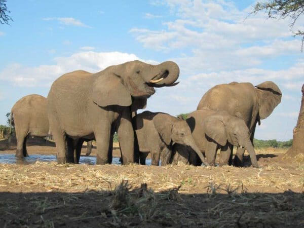 drinking elephants in Senyati Camp Botswana - Dusty Trails Safaris Namibia & Dusty Car Hire Namibia