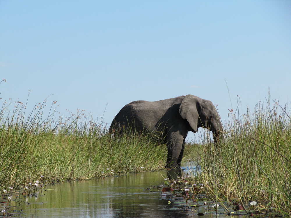 Elefant blockiert den Kanal auf einer Mokkorofahrt - Dusty Trails Safaris Namibia &amp; Dusty Car Hire Namibia