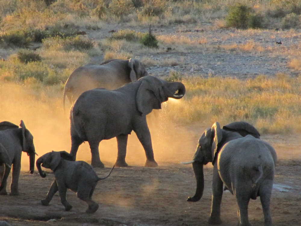 staubige Elefanten im Sonnenuntergang im Khaudum National Park - Dusty Trails Safaris Namibia &amp; Dusty Car Hire Namibia