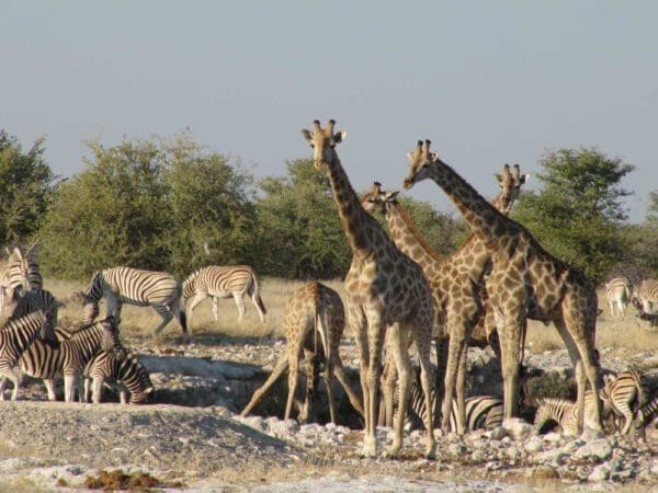 giraffes and zebra at waterhole in Etosha National Park - Dusty Trails Safaris Namibia & Dusty Car Hire Namibia